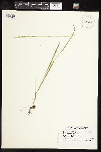 Sphenopholis intermedia image