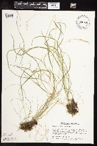 Sphenopholis intermedia image