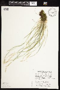 Sphenopholis intermedia image