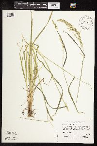 Sphenopholis intermedia image