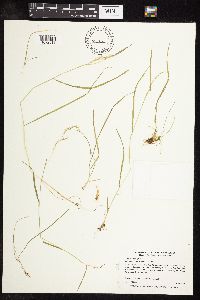 Sphenopholis intermedia image