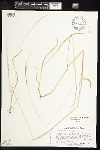 Sphenopholis intermedia image