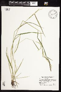 Sphenopholis intermedia image