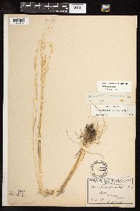 Sphenopholis intermedia image