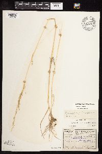 Sphenopholis intermedia image