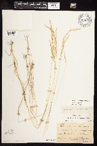 Sphenopholis intermedia image