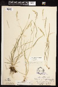 Sphenopholis intermedia image