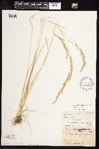 Sphenopholis intermedia image