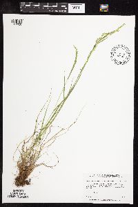 Sphenopholis intermedia image