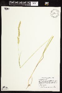 Sphenopholis intermedia image