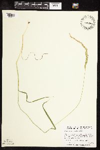 Sphenopholis intermedia image