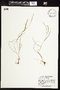 Sphenopholis intermedia image