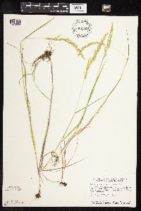 Sphenopholis intermedia image