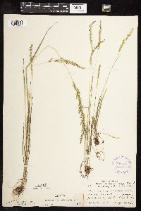 Sphenopholis intermedia image