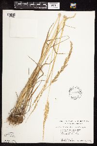 Sphenopholis intermedia image