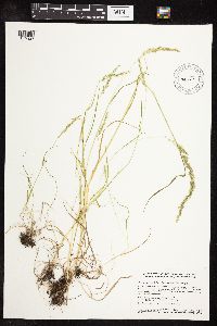 Sphenopholis intermedia image