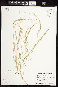 Sphenopholis intermedia image