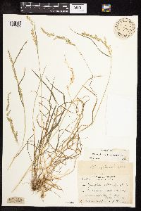 Sphenopholis intermedia image