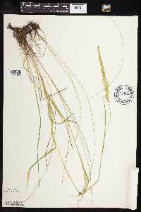 Sphenopholis intermedia image