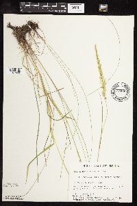 Sphenopholis intermedia image