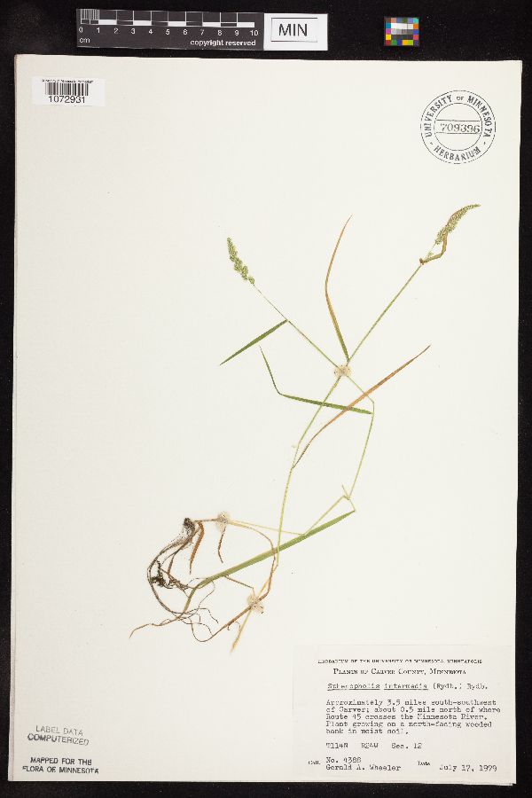 Sphenopholis obtusata image