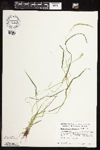 Sphenopholis intermedia image