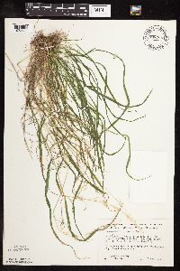 Sphenopholis intermedia image