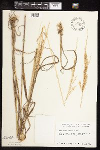 Sphenopholis intermedia image