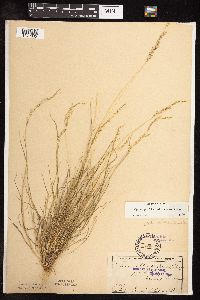 Sphenopholis intermedia image