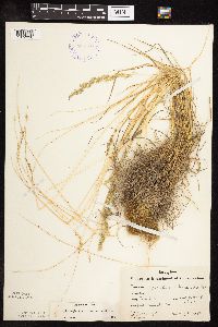 Sphenopholis intermedia image