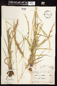 Sphenopholis intermedia image