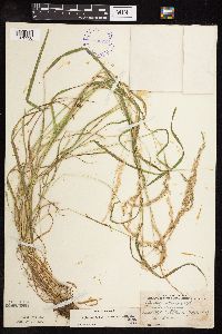 Sphenopholis intermedia image