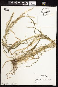 Sphenopholis intermedia image