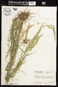 Sphenopholis intermedia image