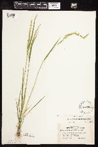 Sphenopholis intermedia image