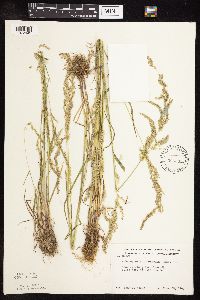 Sphenopholis intermedia image