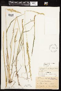 Sphenopholis intermedia image