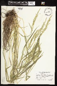 Sphenopholis intermedia image