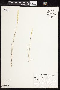 Sphenopholis intermedia image