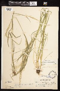 Sphenopholis intermedia image