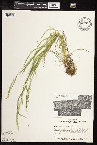 Sphenopholis intermedia image