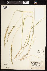 Sphenopholis intermedia image