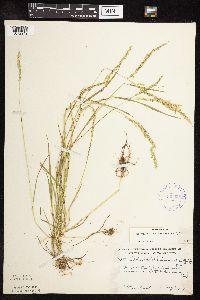 Sphenopholis intermedia image