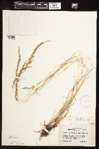 Sphenopholis intermedia image
