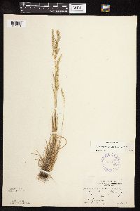 Sphenopholis intermedia image