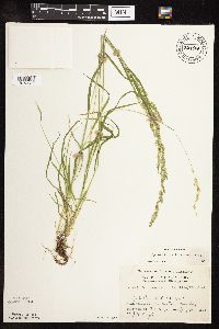 Sphenopholis intermedia image