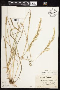 Sphenopholis intermedia image