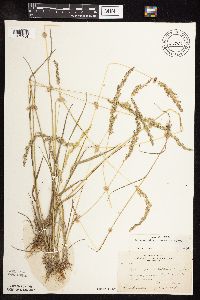 Sphenopholis intermedia image