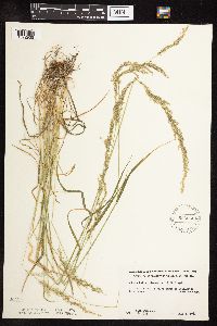 Sphenopholis intermedia image