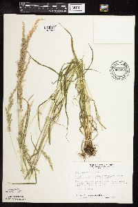 Sphenopholis intermedia image